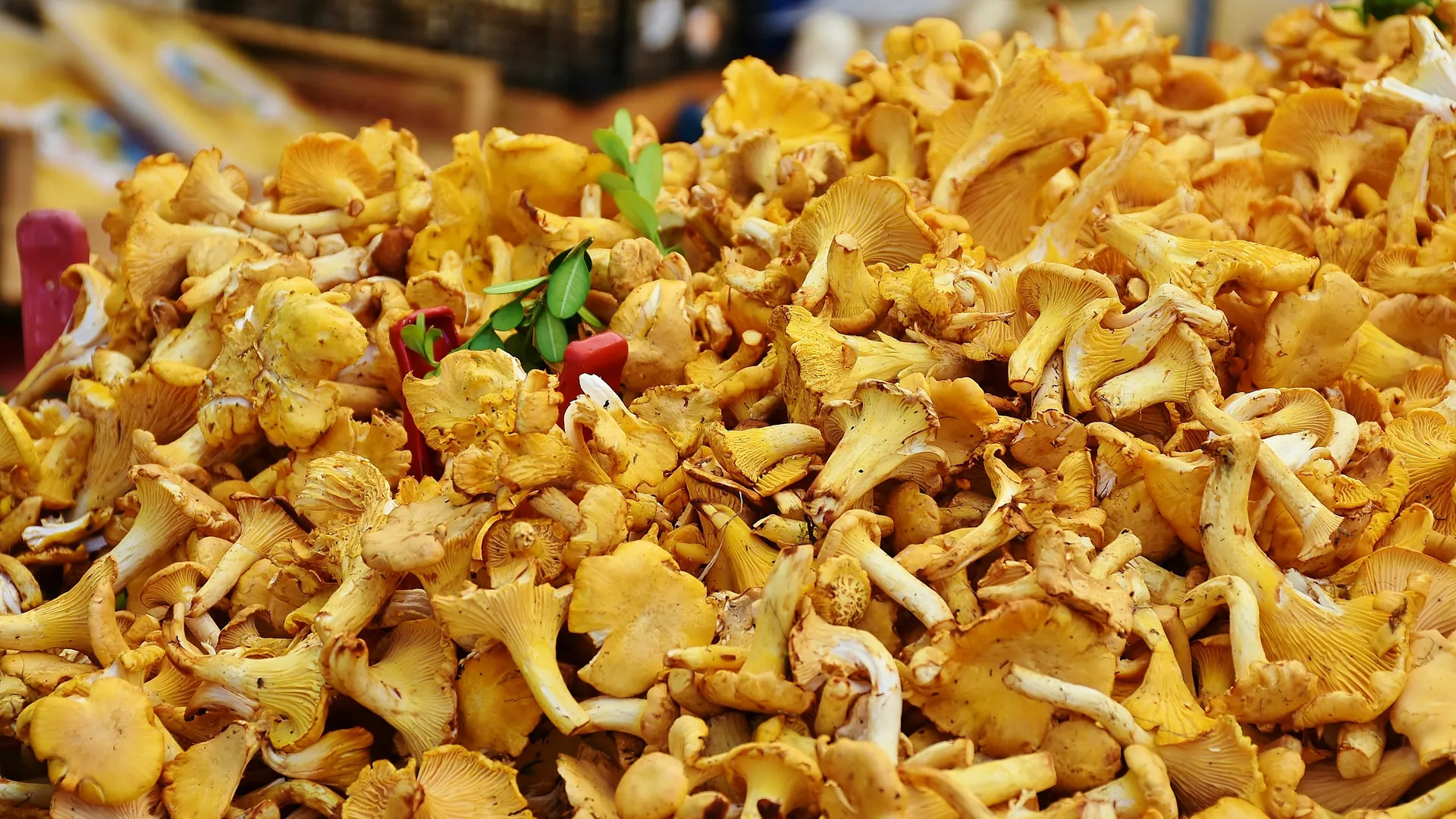 Фото: pxhere.com