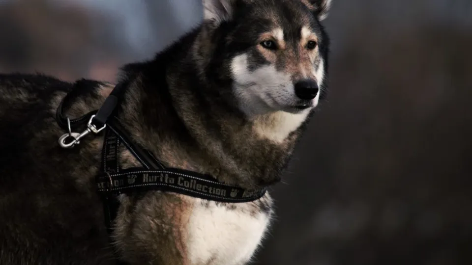 Фото: pxhere.com