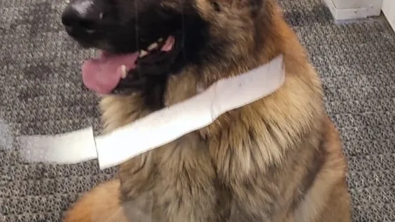 Фото: vk.com/overhear_dmitrov?w=wall-69351998_397341