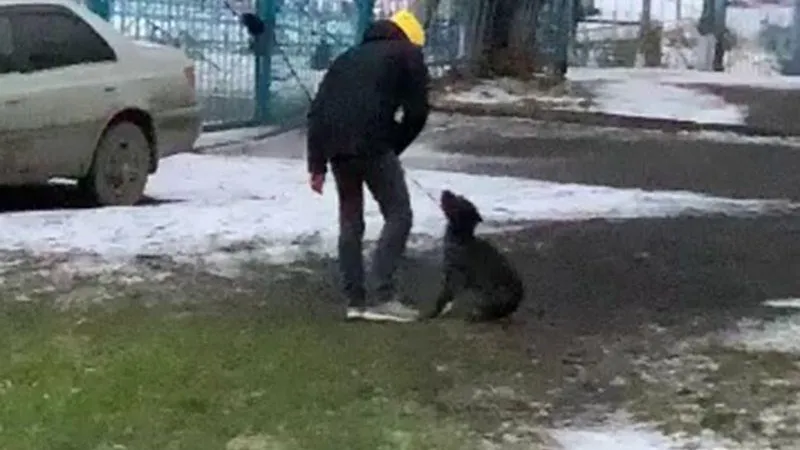 В соцсетях осудили оператора, который заснял избиение собаки, но не заступился за нее
