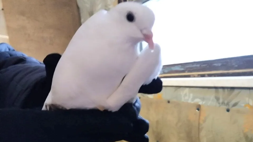 Фото: «Кашира Потеряшки Найдено Утеряно»