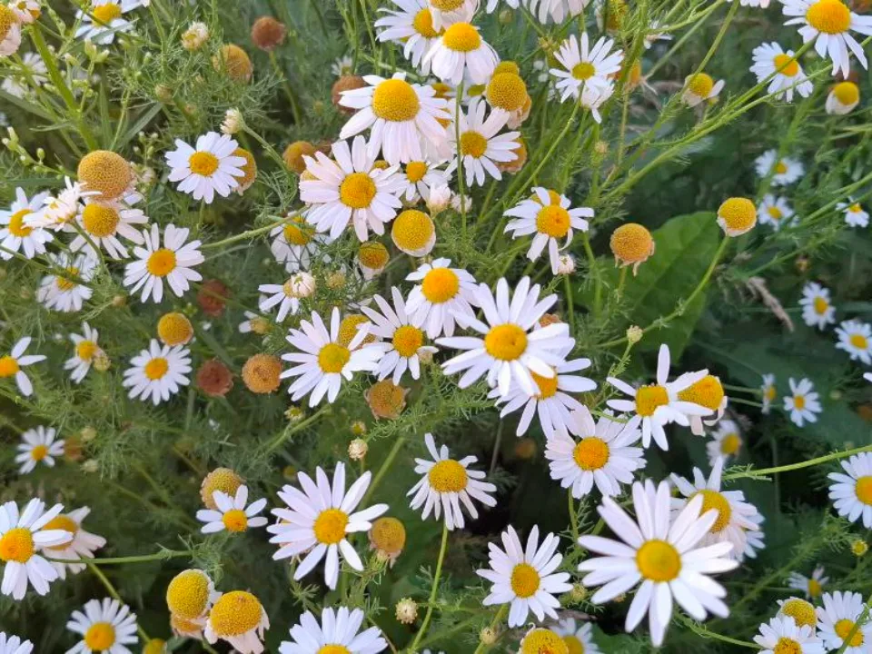 Ромашка аптечная.&nbsp;Фото: REGIONS/Юлия Габбасова