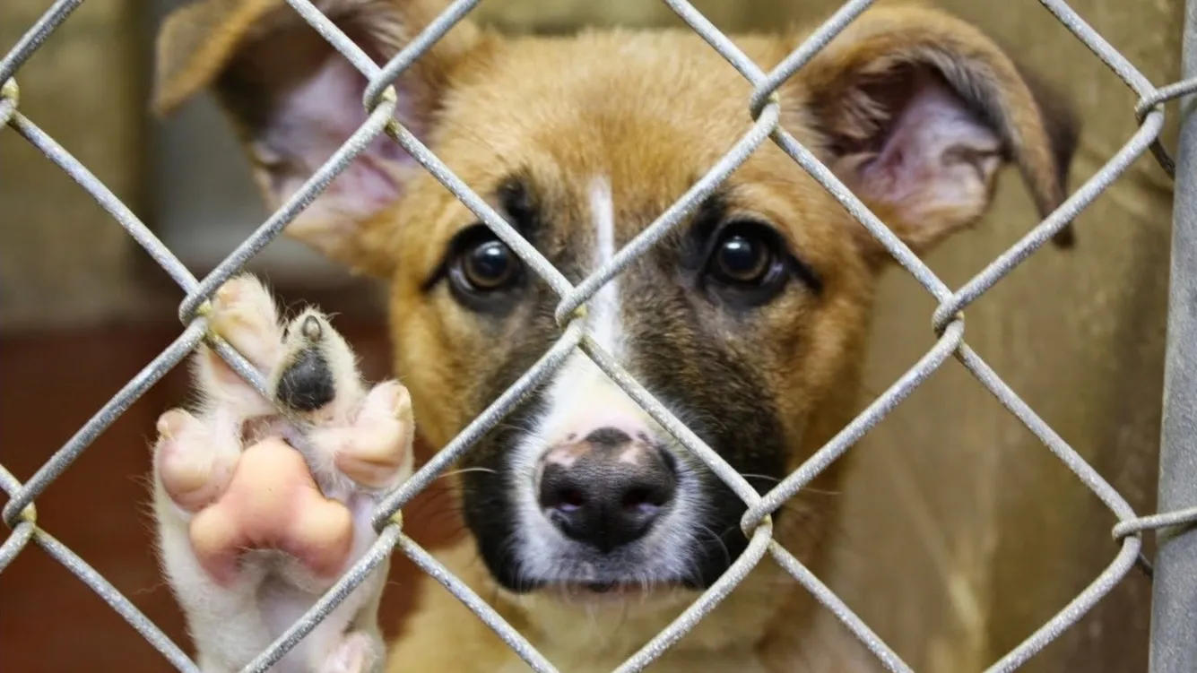 Фото: vk.com/Волонтеры Подмосковья | Чехов | ЧКВ