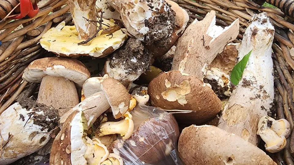 Фото: МедиаБанк Подмосковья/Мария Панина