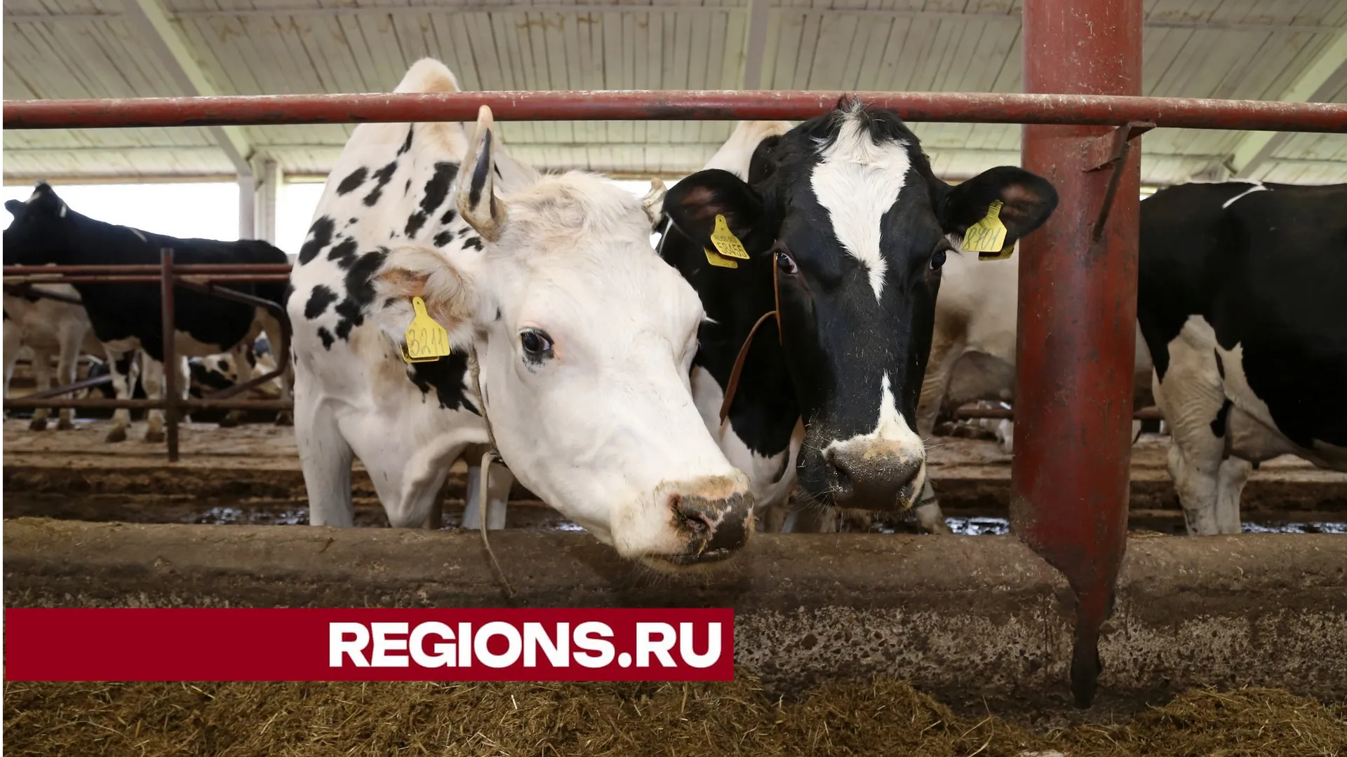 Фото Александра Дрожжина