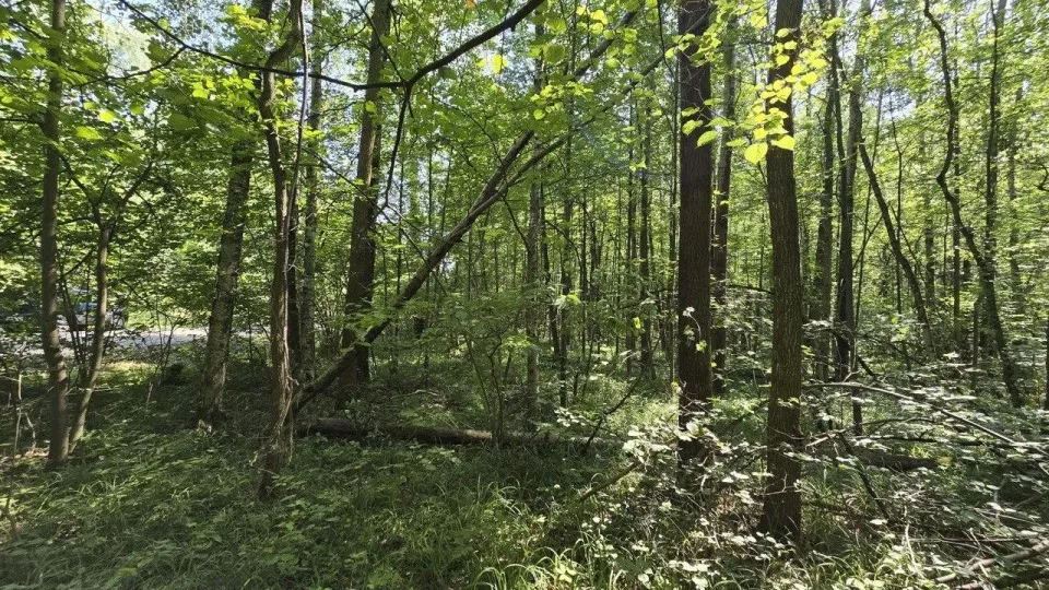 Фото: Комитет лесного хозяйства Московской области