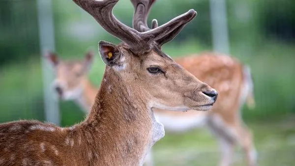 РАН запретила главе Ставропольского края вывозить оленей из заказника «Стрижамент»