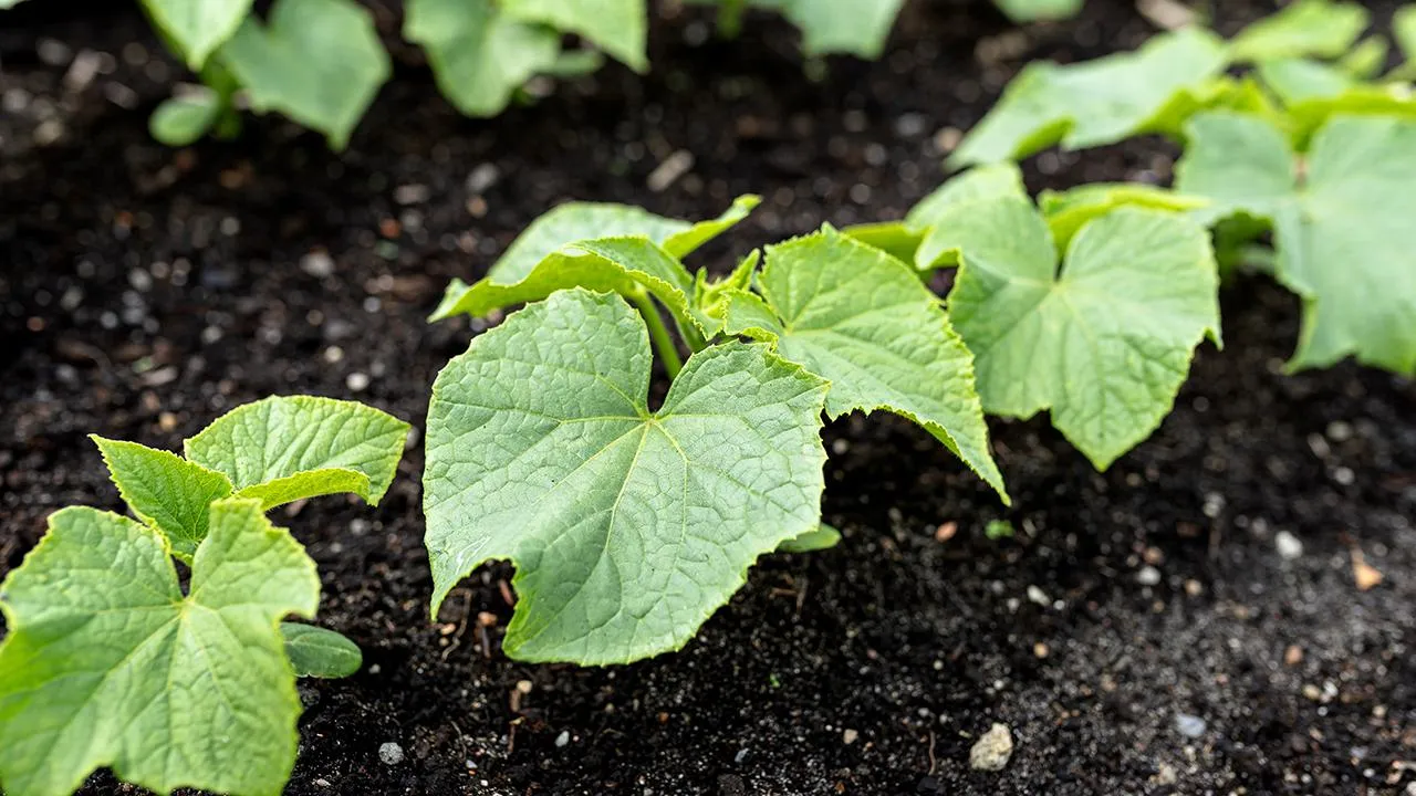 istockphoto.com/Kinek00