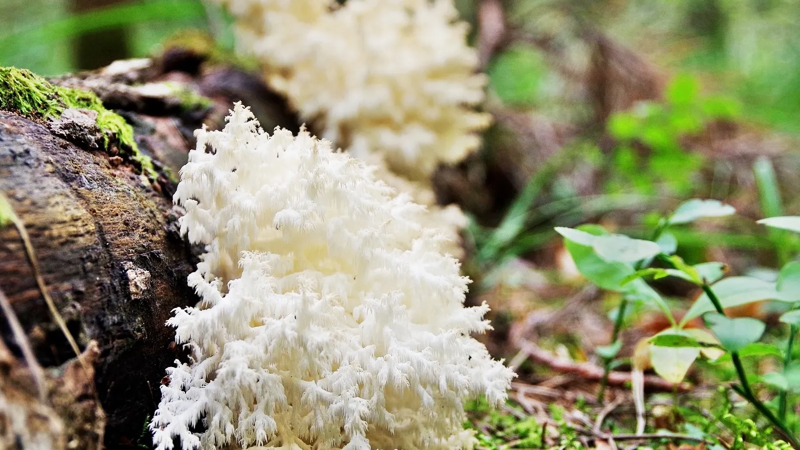 Фото: Приокско-Террасный заповедник/Ольга Калинина