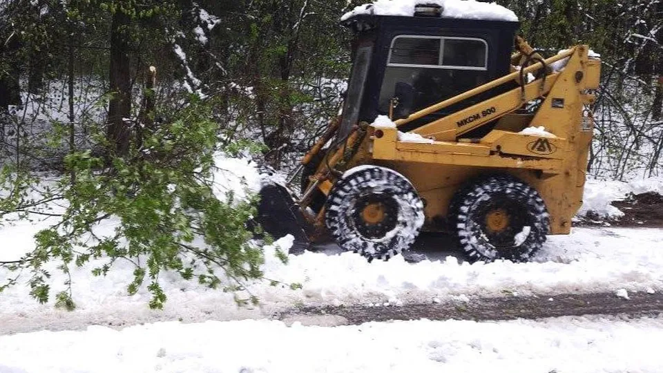 Фото: Комитет лесного хозяйства МО