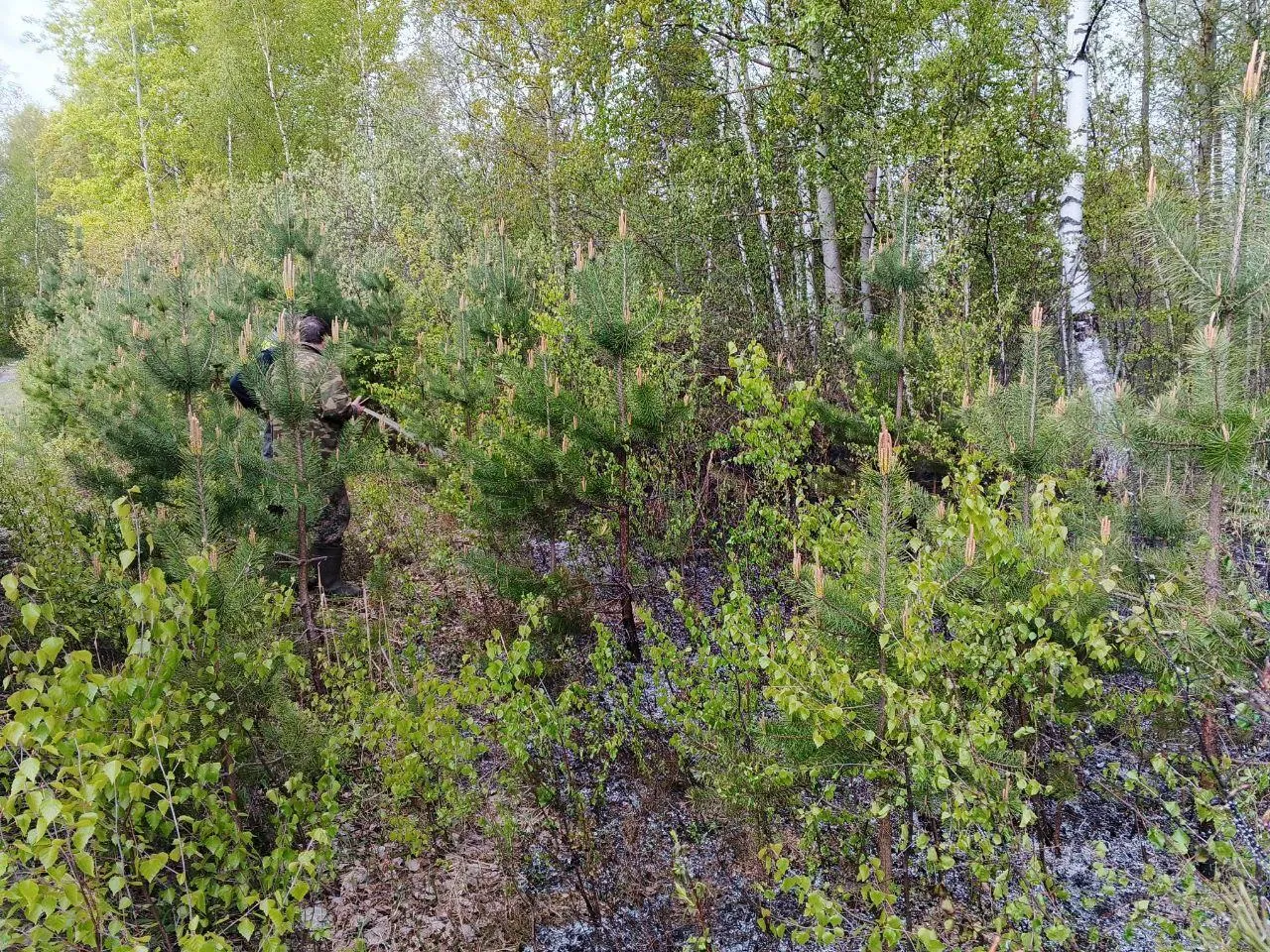 Фото: Комлесхоз МО