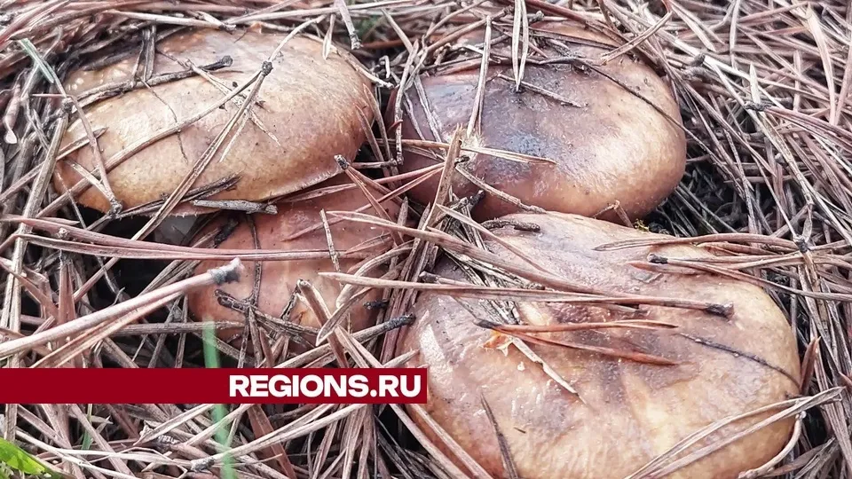 Фото: Василий Потапов