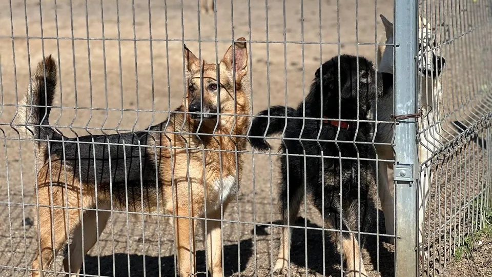 Фото: пресс-служба администрации г.о. Химки