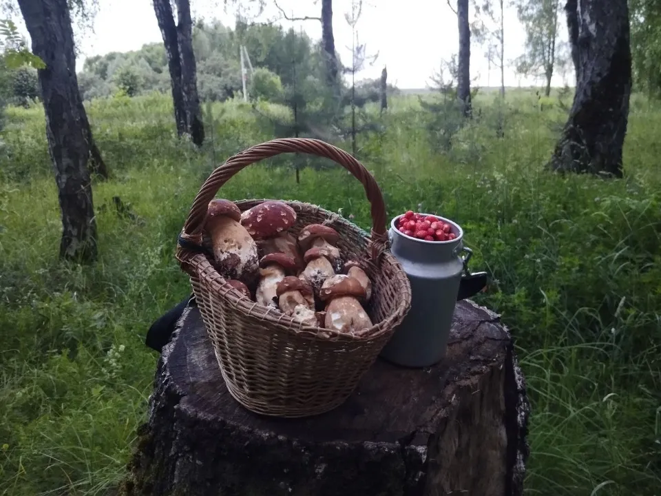 Фото: t.me/gribanutie