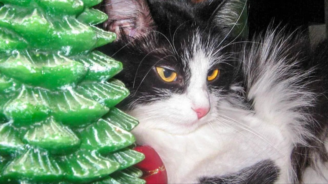 REGIONS/Эльвира Сафина