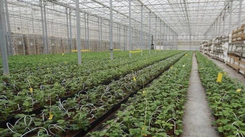 Пятую очередь тепличного комплекса «Агрокультура Групп» за 5,5 млрд ввели в Кашире