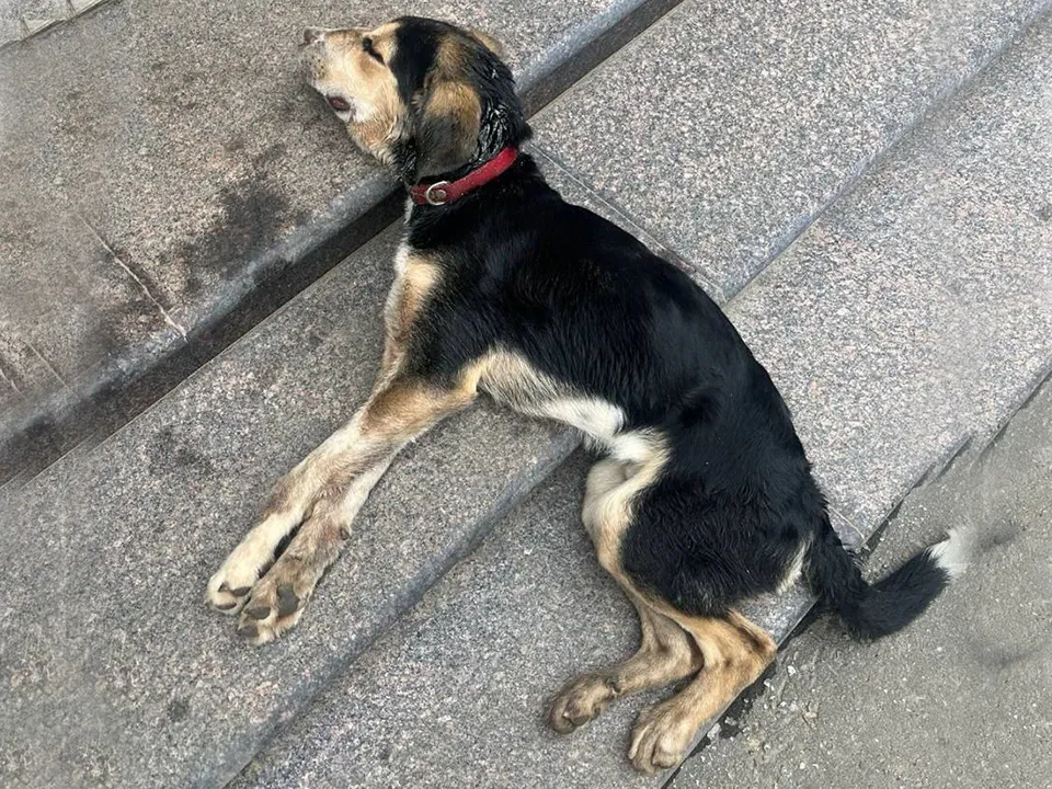 Фото: t.me/+bAuXhSVLDa40ZjM6