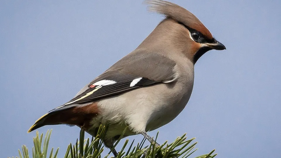 Фото: сommons.wikimedia/Enlightencer