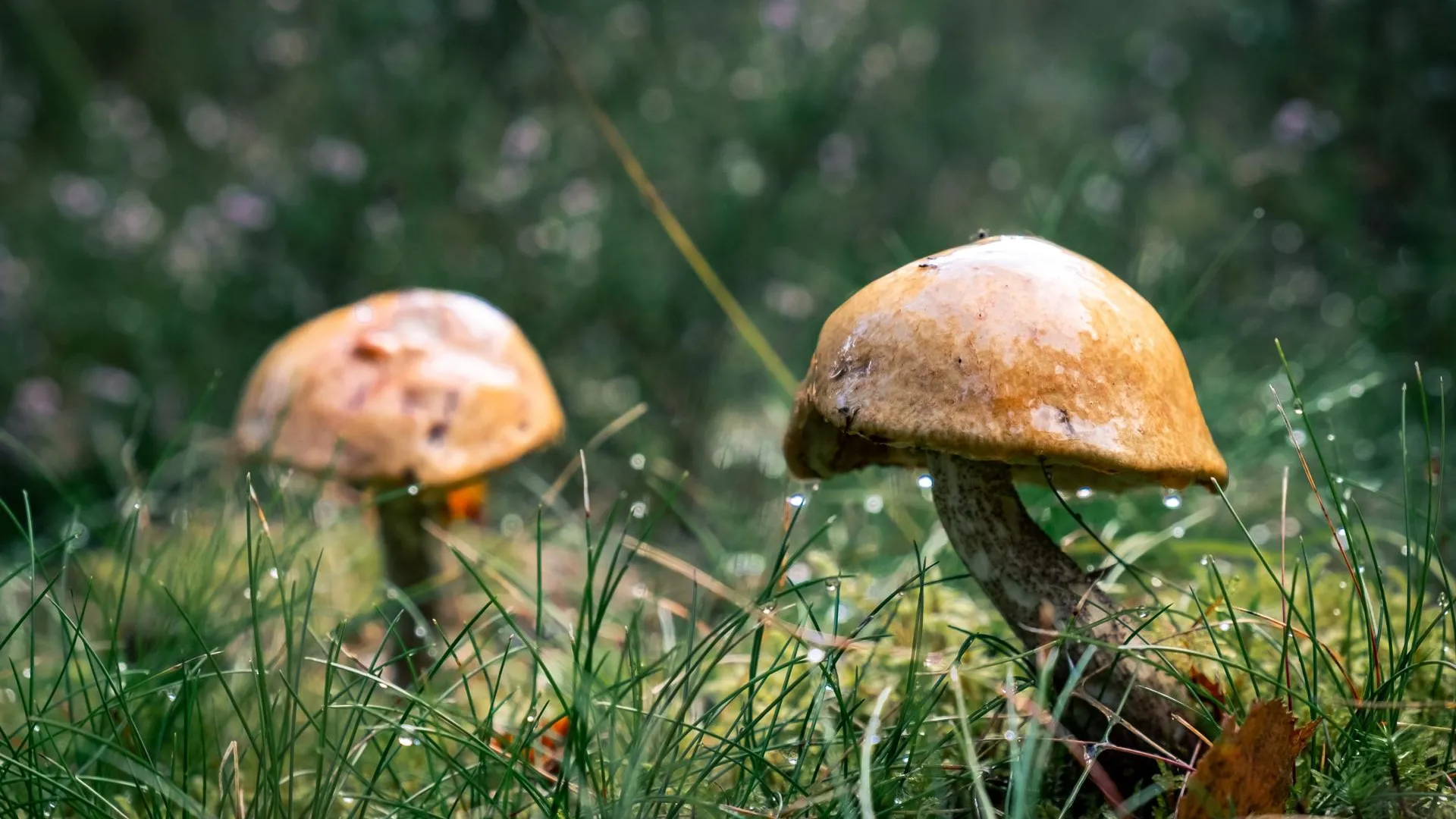 Садовод Воронова перечислила способы создать условия для роста лесных грибов на даче