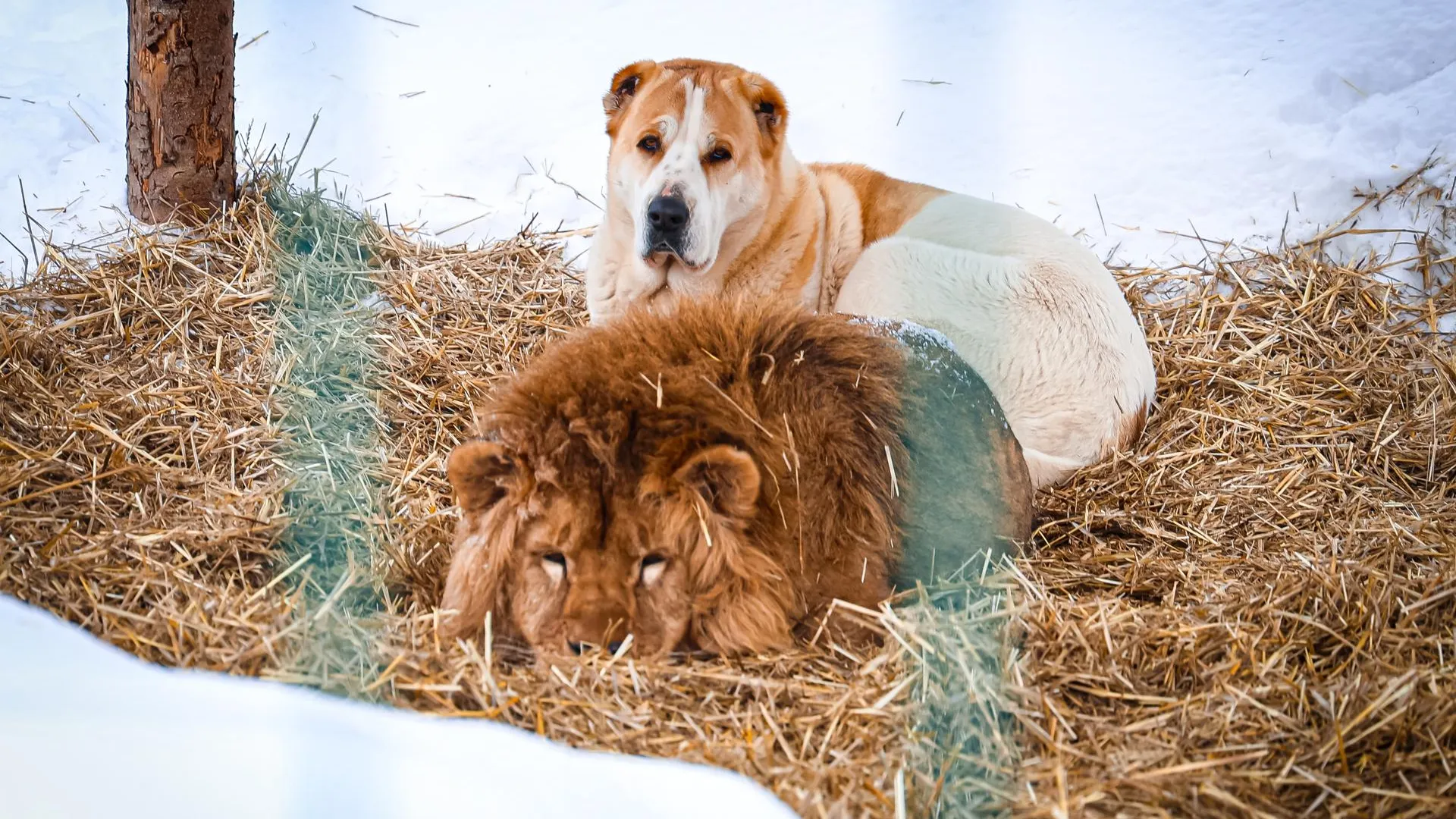 Данила Кирьянов