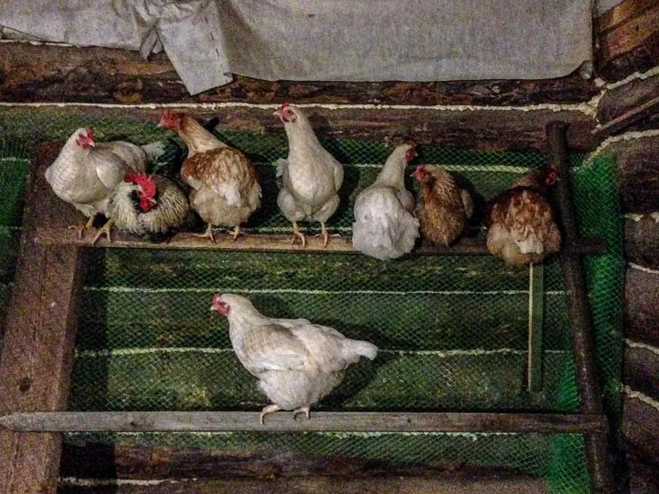 Фото: REGIONS/Роман Малышенко