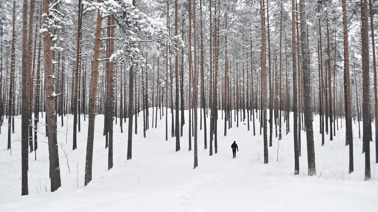Фото: пресс-служба Комитета лесного хозяйства Московской области