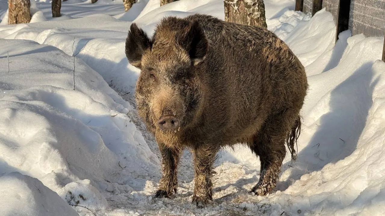 пресс-служба нацпарка "Лосиный остров"