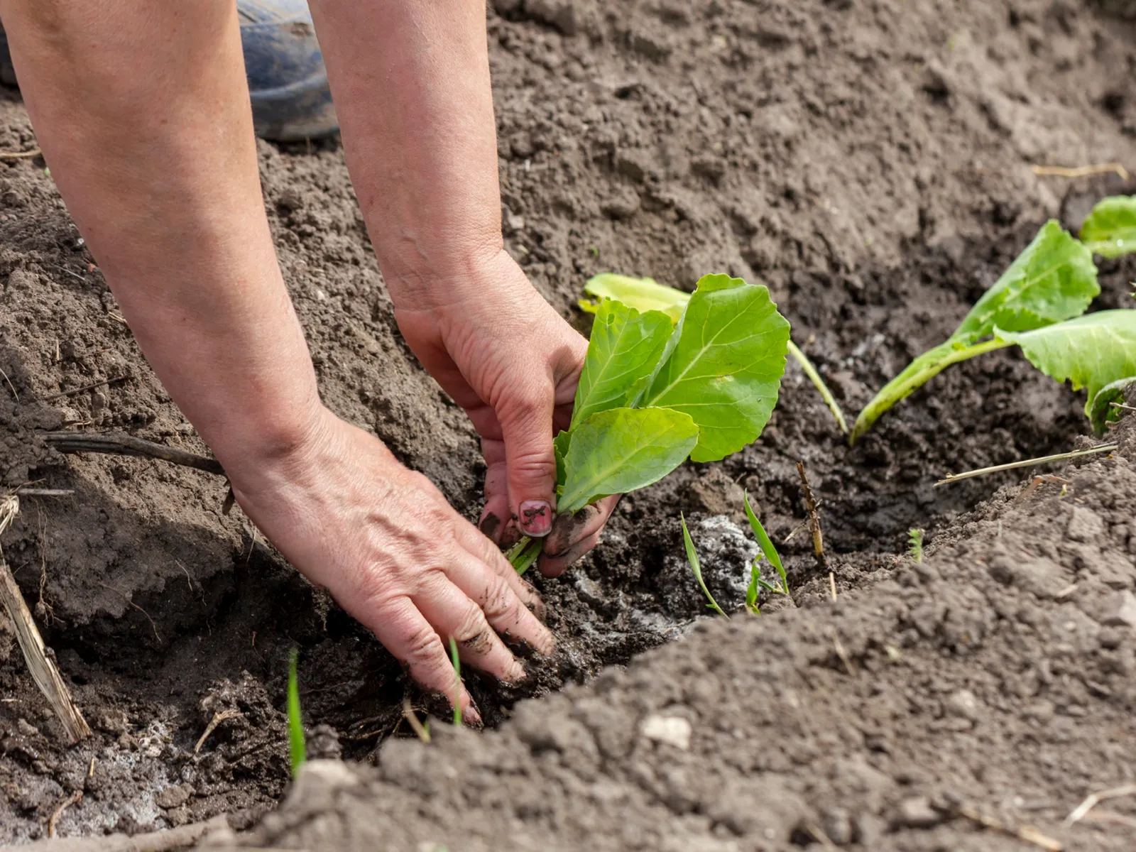 Фото: freepik.com