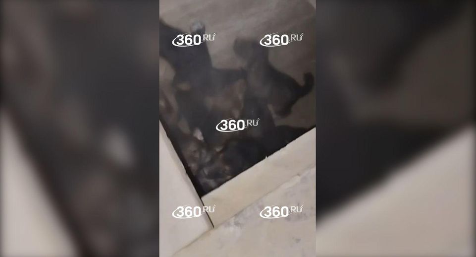 Неизвестные бросили умирать девять щенят в яму в Екатеринбурге