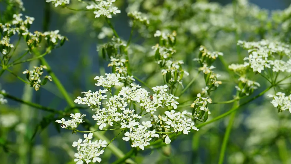 Фото: pxhere.com