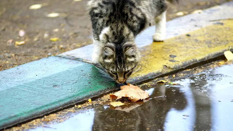 Фото: медиасток.рф