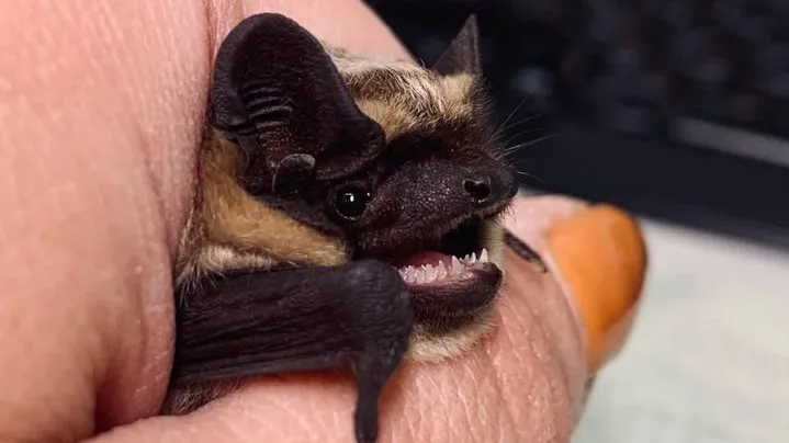 Администрация г.о Подольск