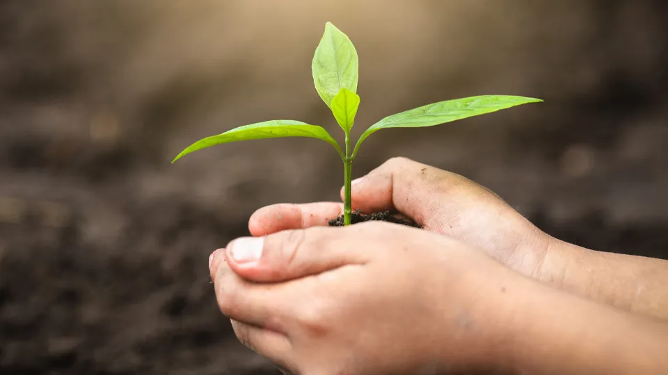 Фото: istockphoto.com/Tinnakorn Jorruang