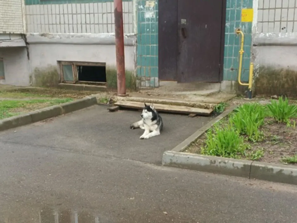 Фото: vk.com/Подслушано Лотошино