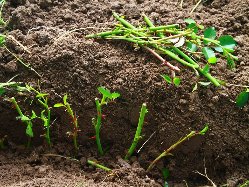 Фото: istockphoto.com