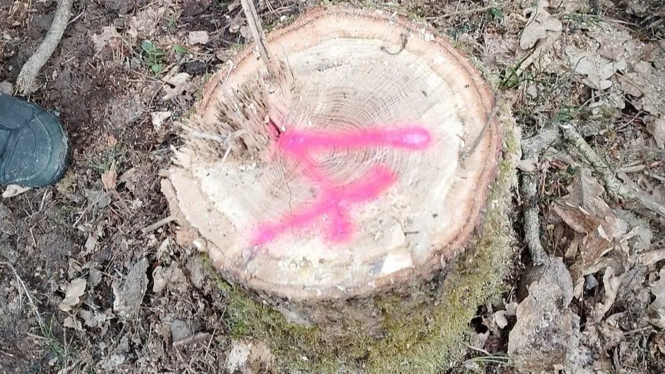 Фото: Комитет лесного хозяйства Московской области