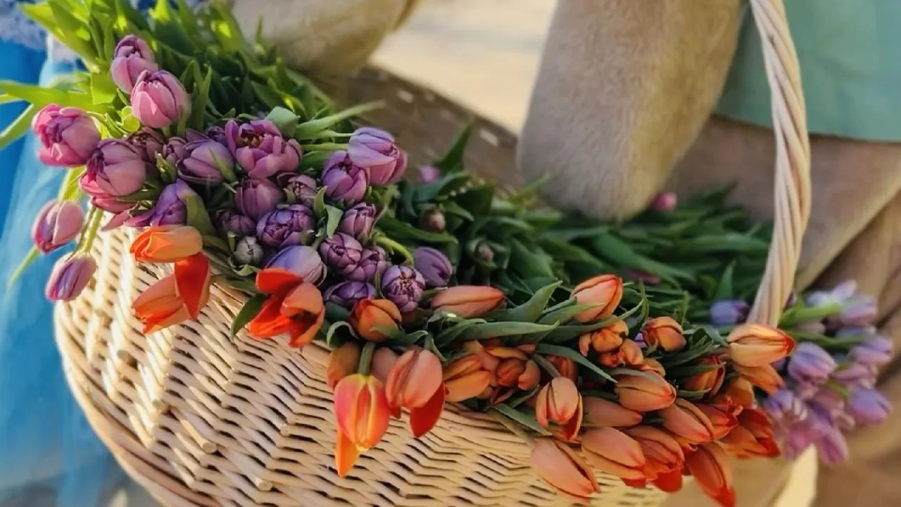 МедиаБанк Подмосковья/Ольга Стаферова