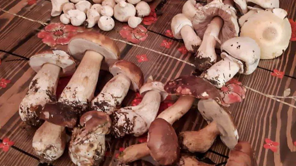 REGIONS/Роман Малышенко