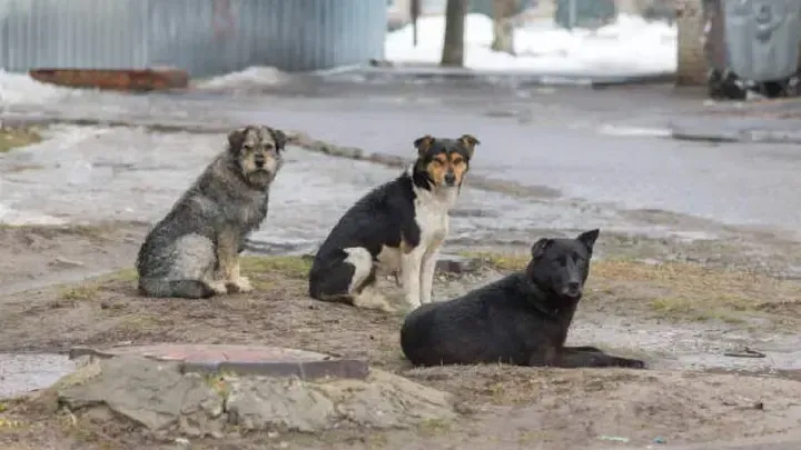 Стая бродячих собак чуть не разорвала ребенка в Махачкале
