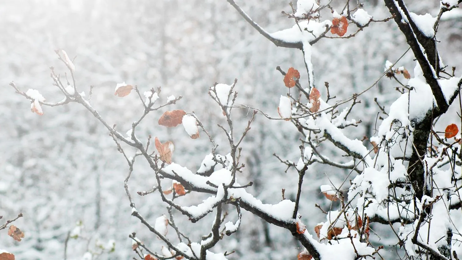 медиасток.рф