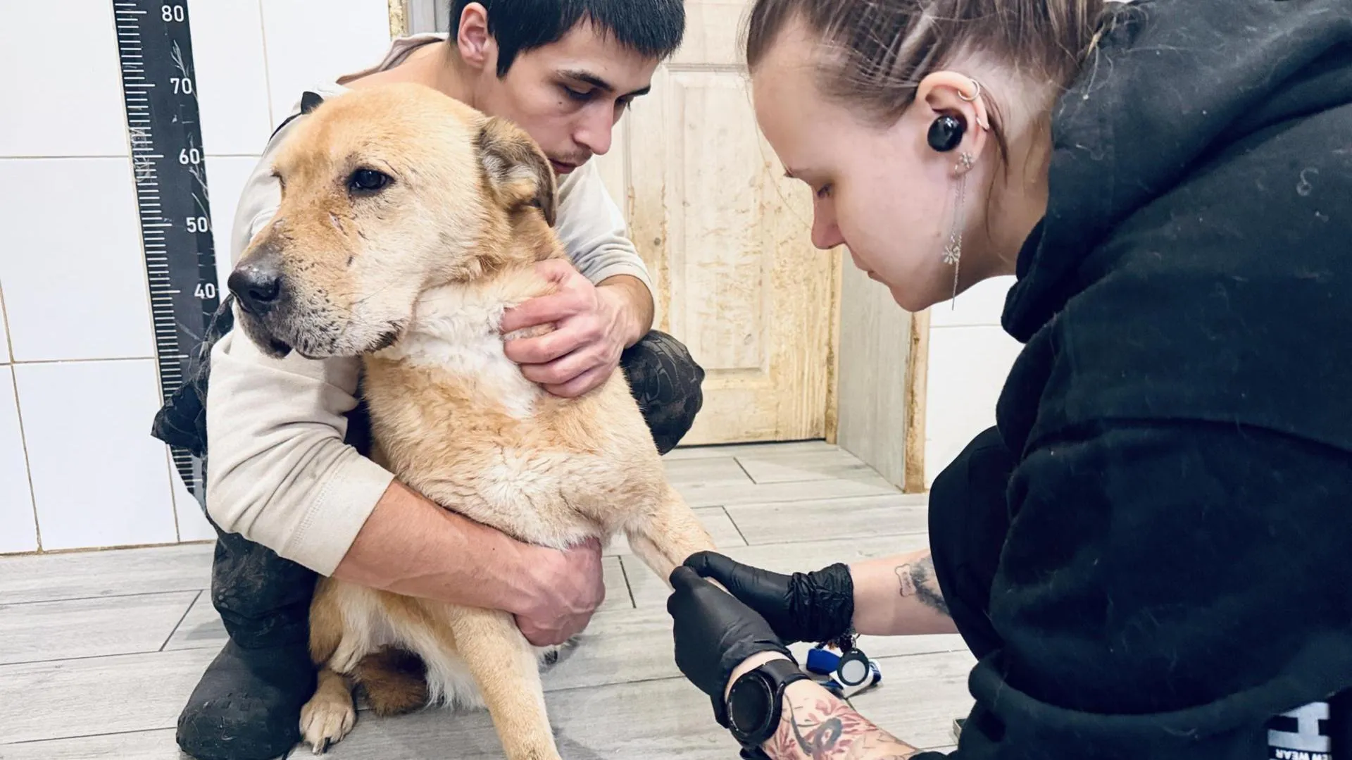 МедиаБанк Подмосковья/Ольга Стаферова