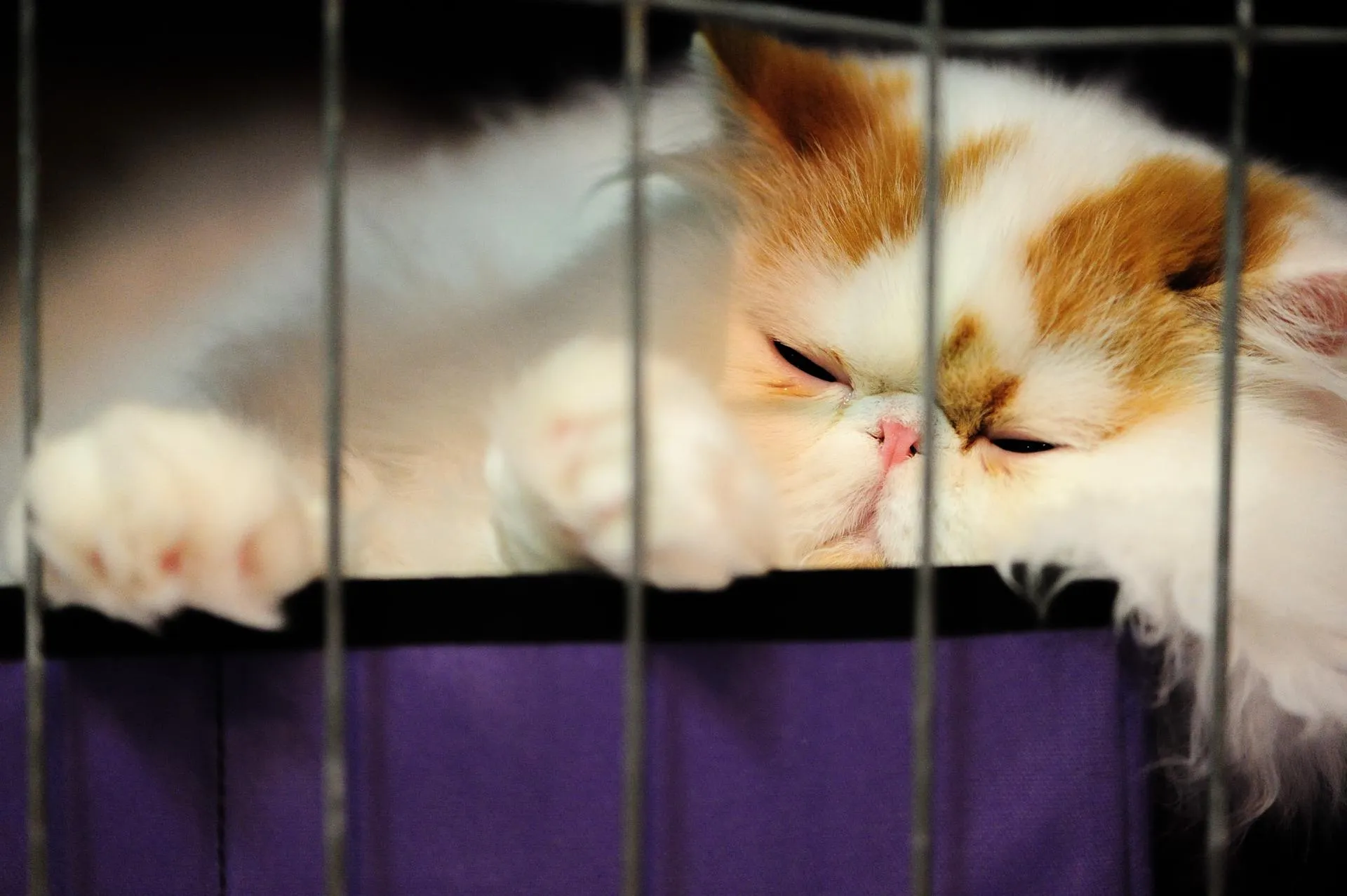 Alex Milan Tracy/ZUMAPRESS.com