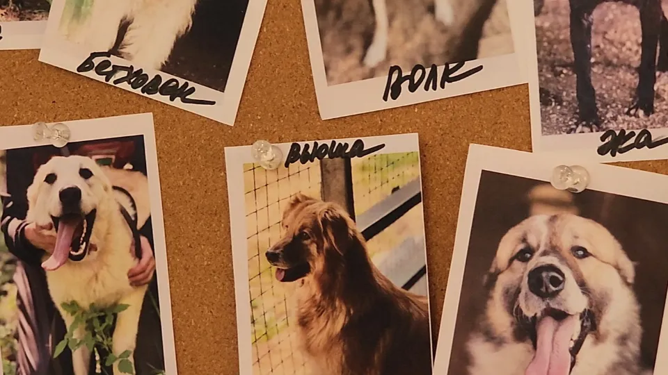 Фото: МедиаБанк Подмосковья/Арина Кузнецова