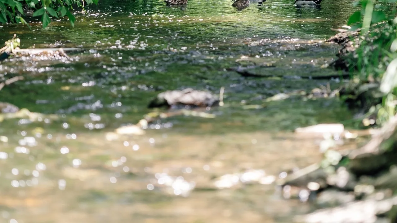 Фото: пресс-служба администрации г.о. Щелково