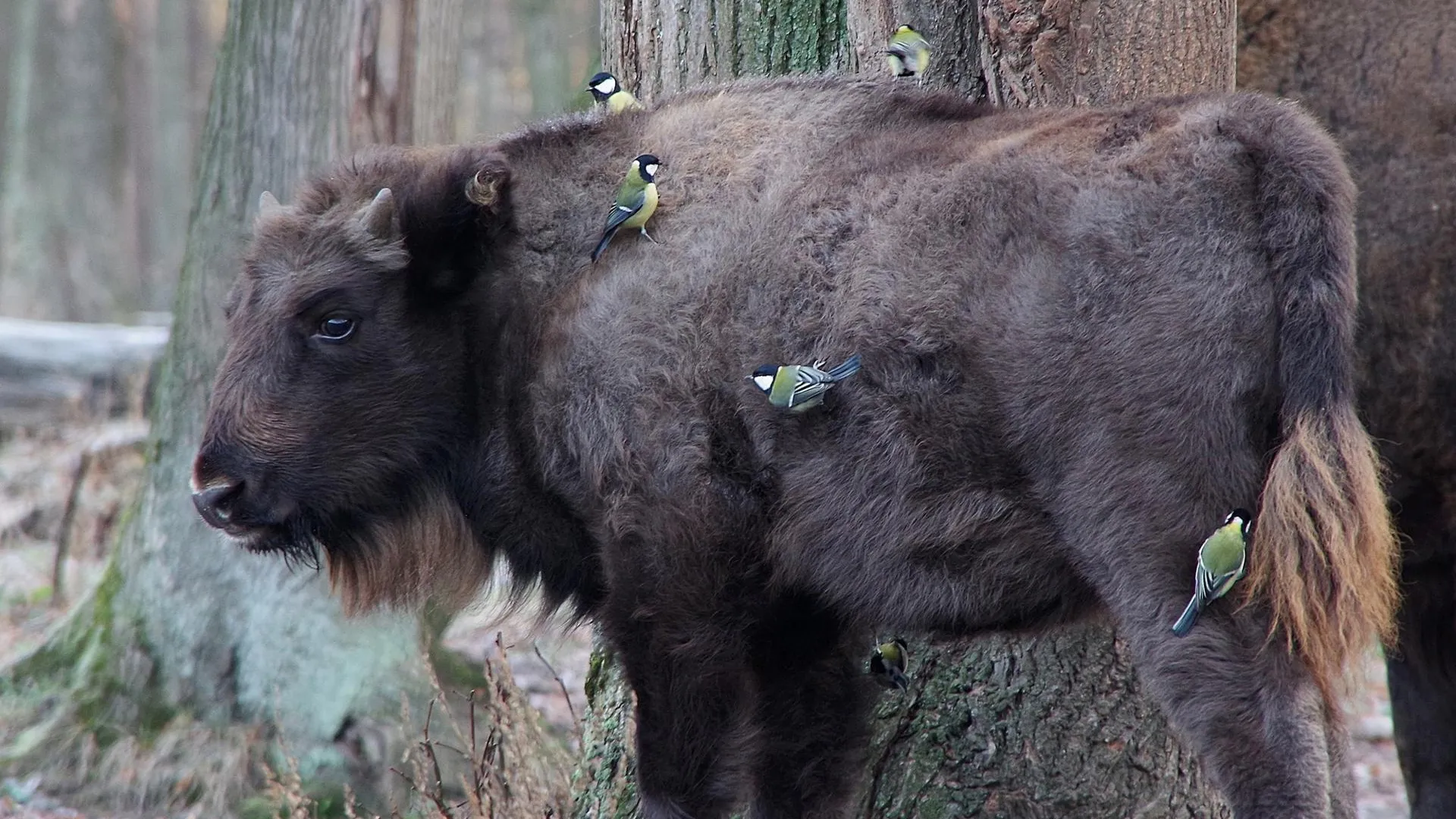 Ольга Калинина