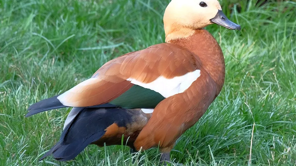 Фото: commons.wikimedia/Anaxibia