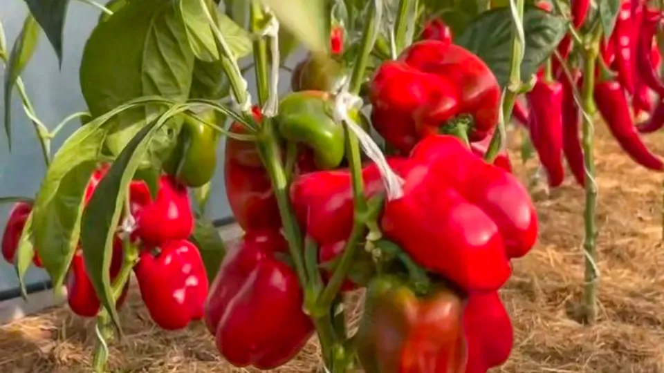 Фото: скриншот сайта