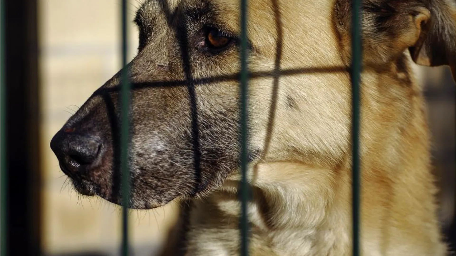 Фото: istockphoto.com/Marina Tobaruela