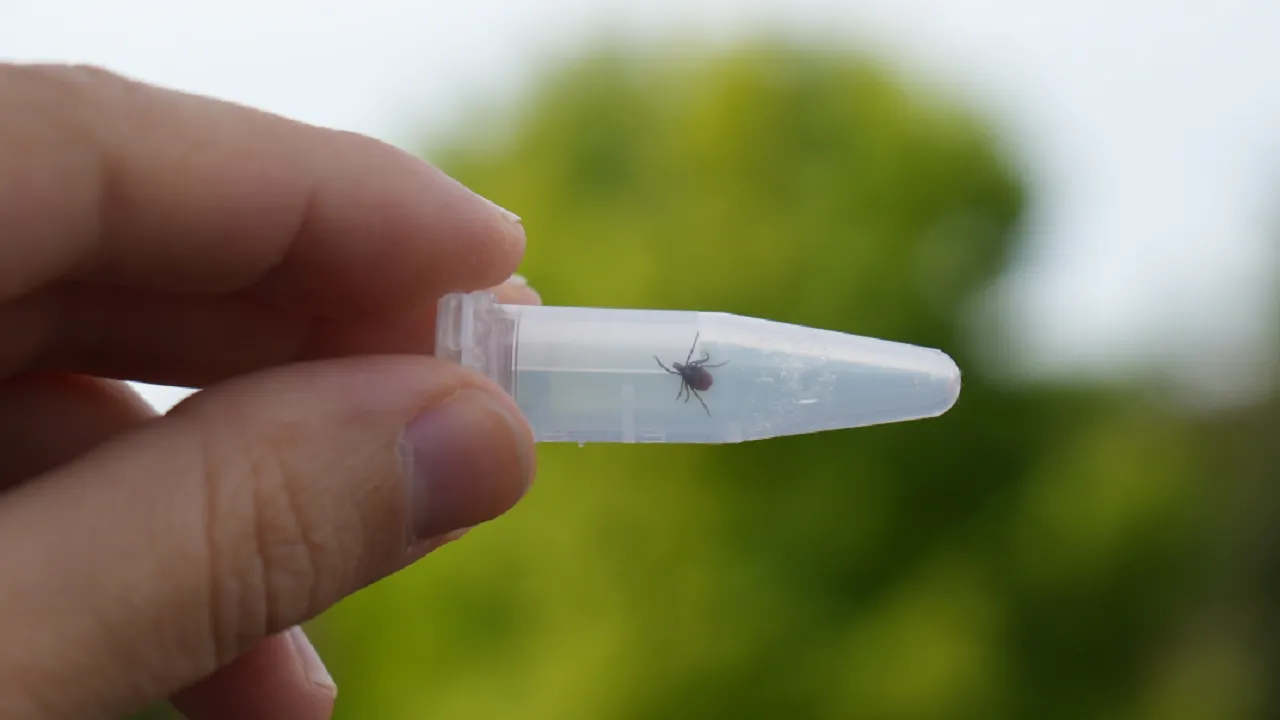 Свыше двух тысяч случаев укусов клещей зафиксировали в Подмосковье с начала сезона