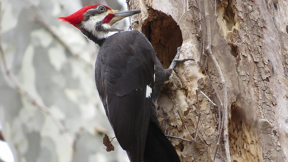 Фото: pxhere.com